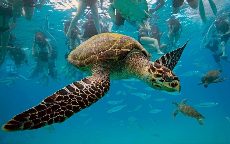 Sea Turtle Swimming — Blue, Serene, Afternoon