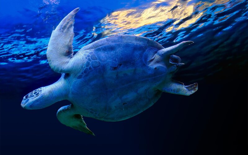 Sea Turtle Swimming — Blue, Serene, Day