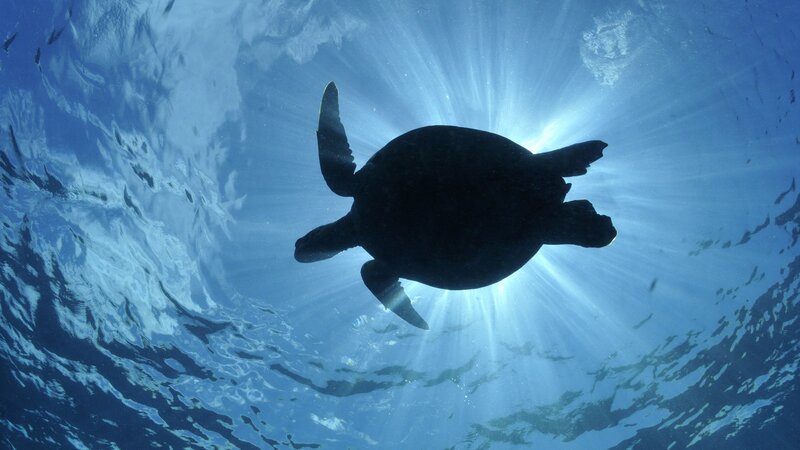 Sea Turtle Swimming — Blue, Serene, Daytime, Photograph
