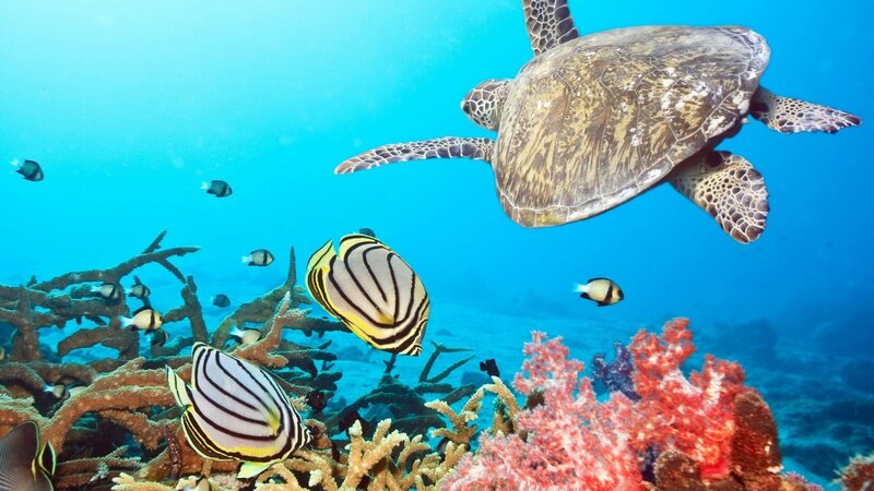Sea Turtle Swimming — Blue, Serene, Photograph, Coral Reef, Fish