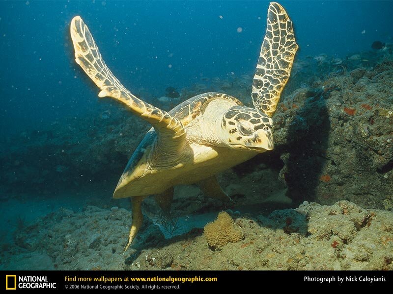 Sea Turtle Swimming — Blue, Serene, Photograph, Coral Reef