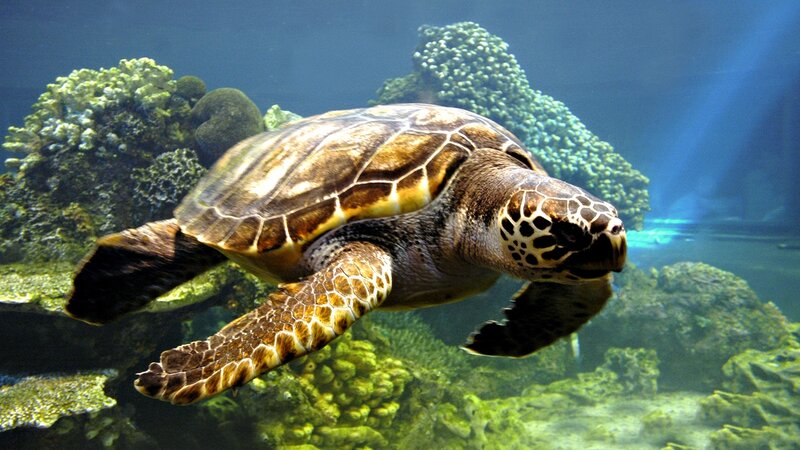 Sea Turtle Swimming — Blue, Serene, Photograph, Coral, Reef, Underwater