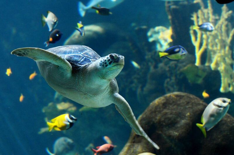 Sea Turtle Swimming — Blue, Serene, Photograph, Fish, Coral, Rocks