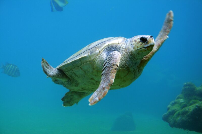 Sea Turtle Swimming — Blue, Serene, Photograph, Fish, Coral