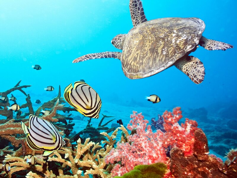 Sea Turtle Swimming — Blue, Serene, Photograph, Fish