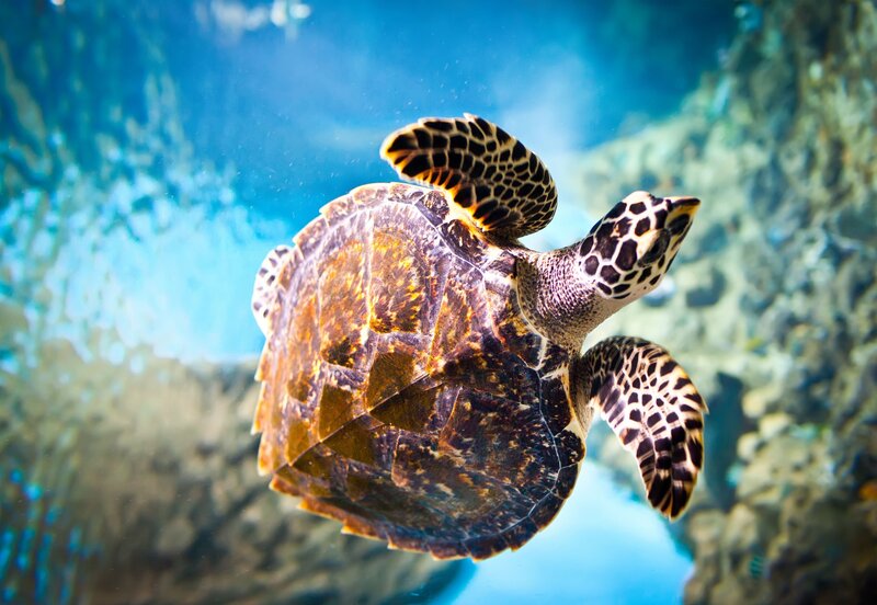 Sea Turtle Swimming — Blue, Serene, Photograph, Ocean, Coral Reef, Underwater