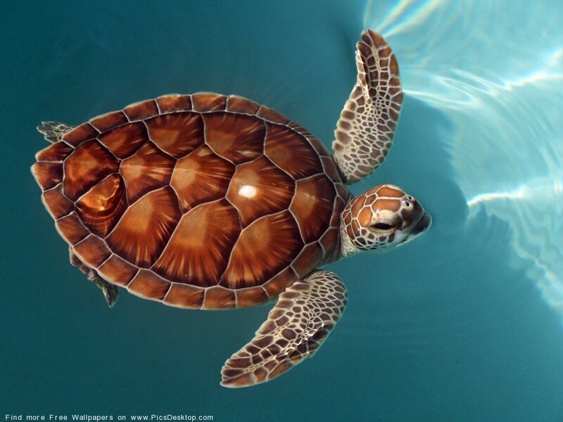 Sea Turtle Swimming — Blue, Serene, Photograph, Ocean, Shell, Flippers