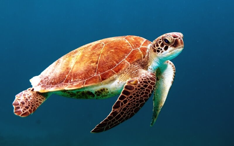 Sea Turtle Swimming — Blue, Serene, Photograph, Ocean, Shell