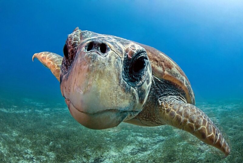 Sea Turtle Swimming — Blue, Serene, Photograph, Ocean