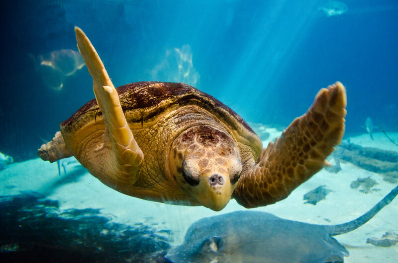 Sea Turtle Swimming — Blue, Serene, Photograph