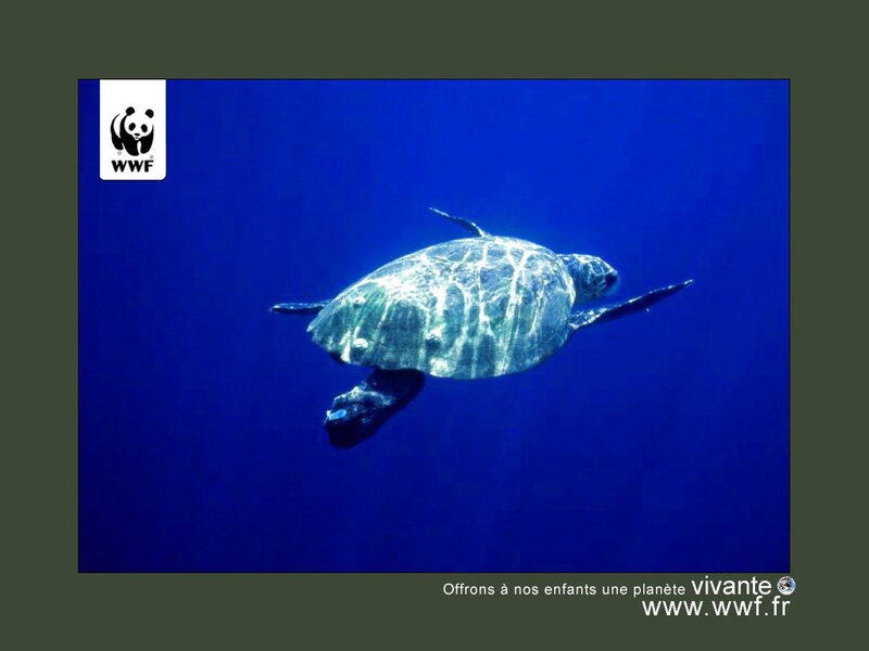 Sea Turtle Swimming — Blue, Serene, Photograph, Turt