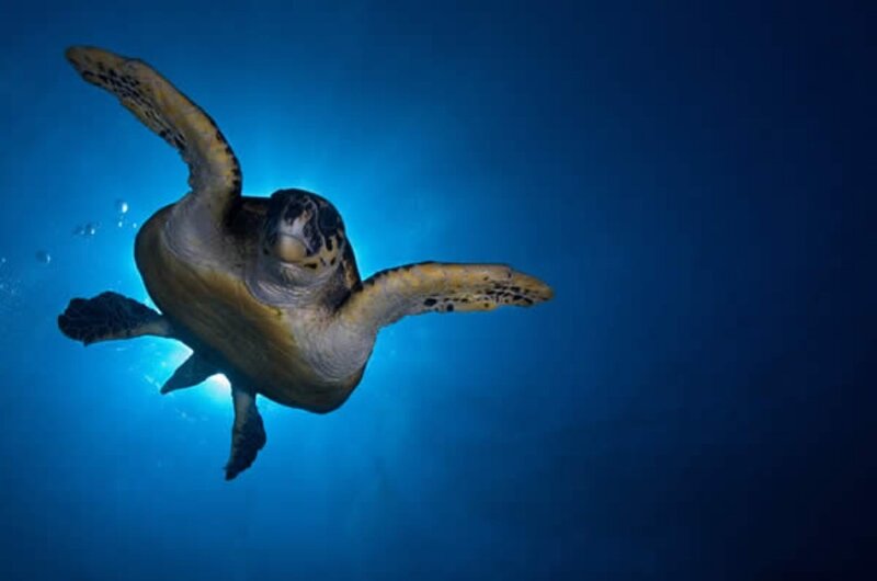 Sea Turtle Swimming — Blue, Serene