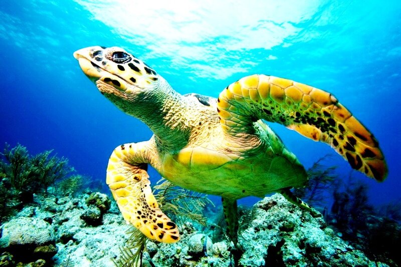 Sea Turtle Swimming — Blue