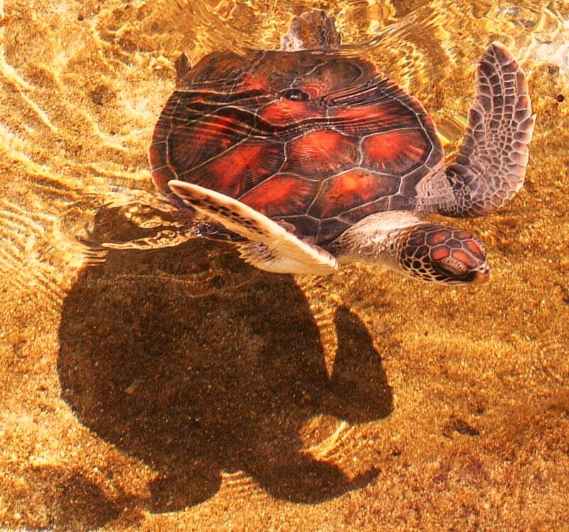 Sea Turtle Swimming — Brown