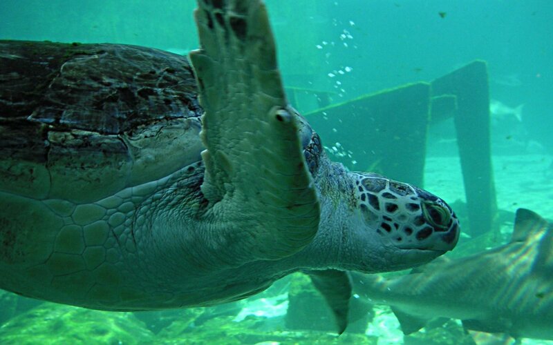 Sea Turtle Swimming — Green, Calm
