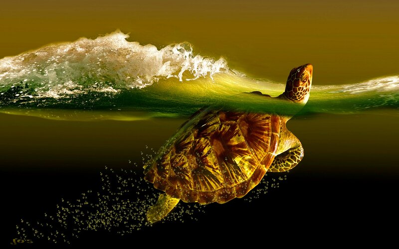 Sea Turtle Swimming — Green, Dramatic