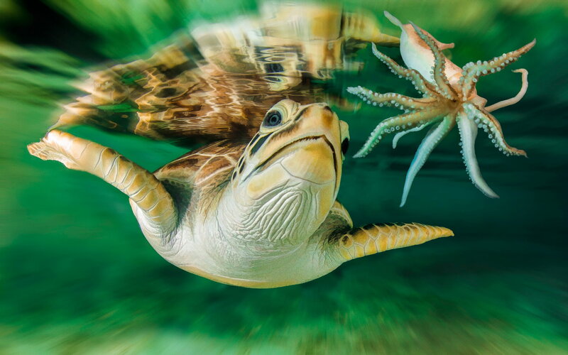 Sea Turtle Swimming — Green, Serene, Photograph