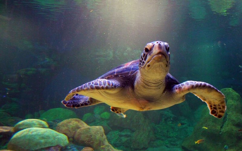 Sea Turtle Swimming — Green, Serene