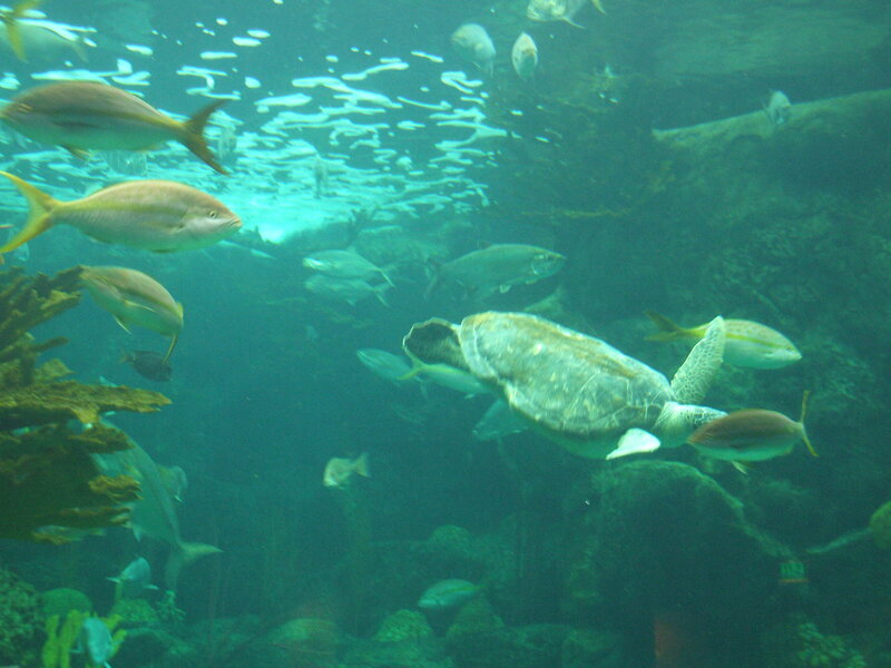 Sea Turtle Swimming — Green