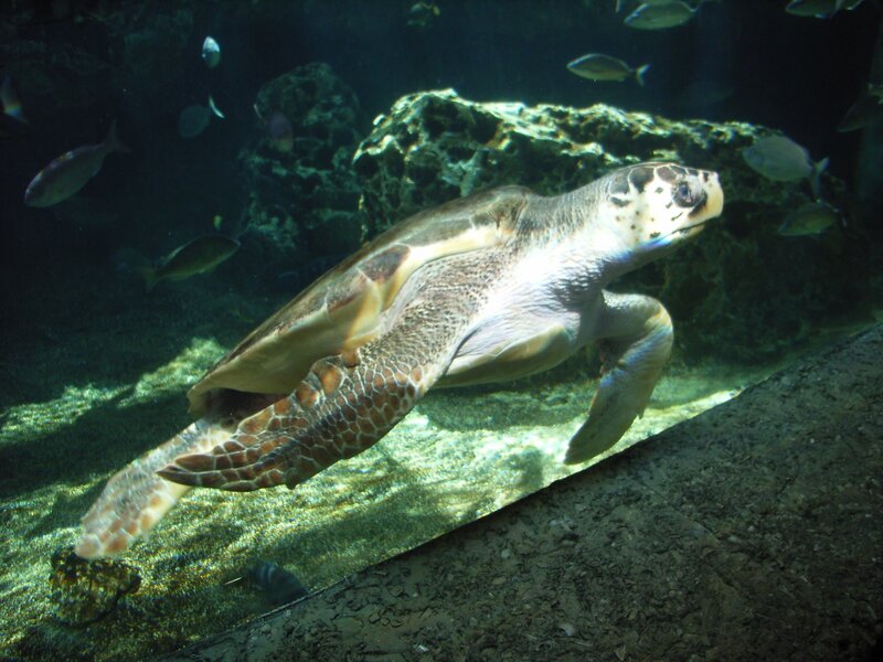 Sea turtle swimming in aquarium