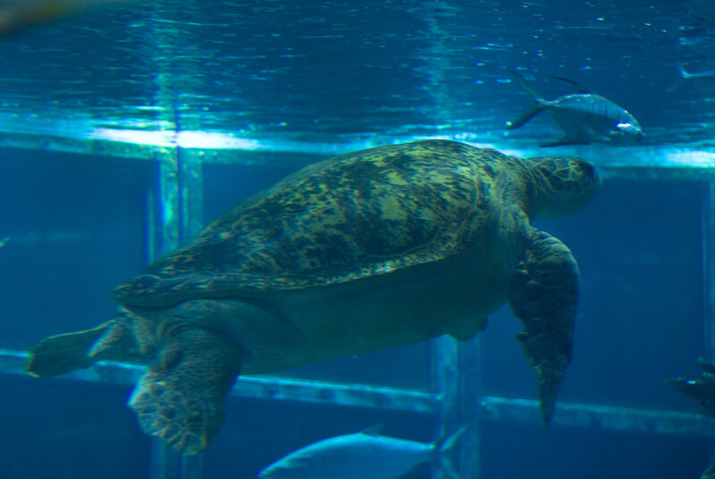 Sea turtle swimming in aquarium