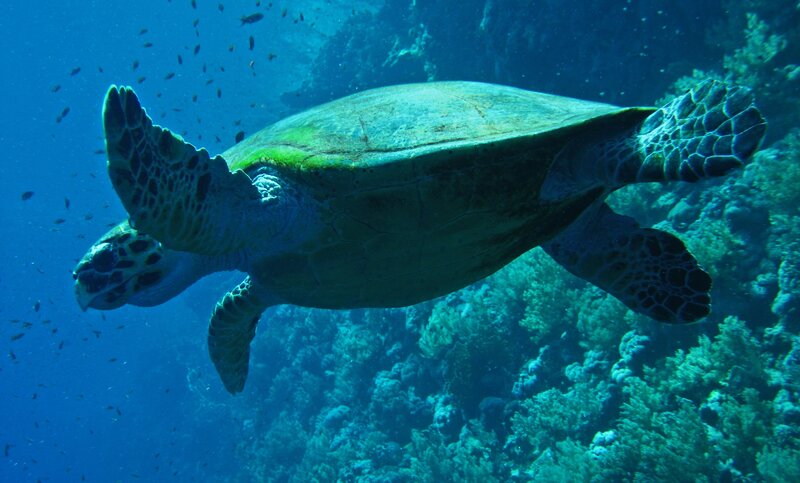 Sea turtle swimming in coral reef