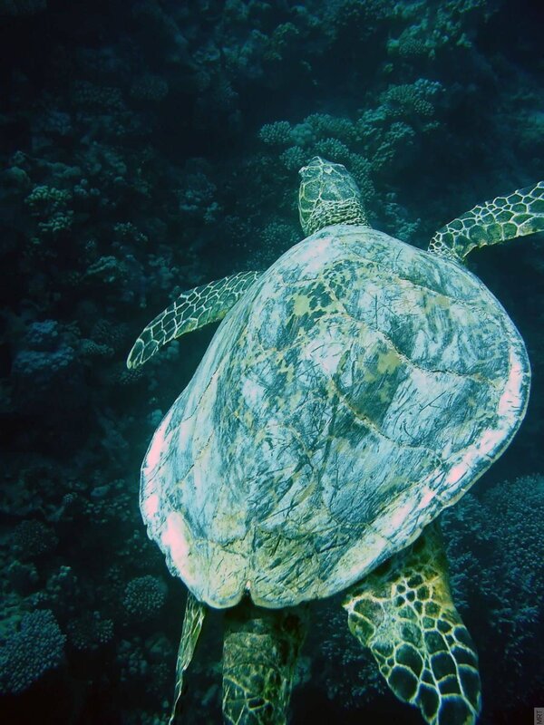 Sea turtle swimming in coral reef