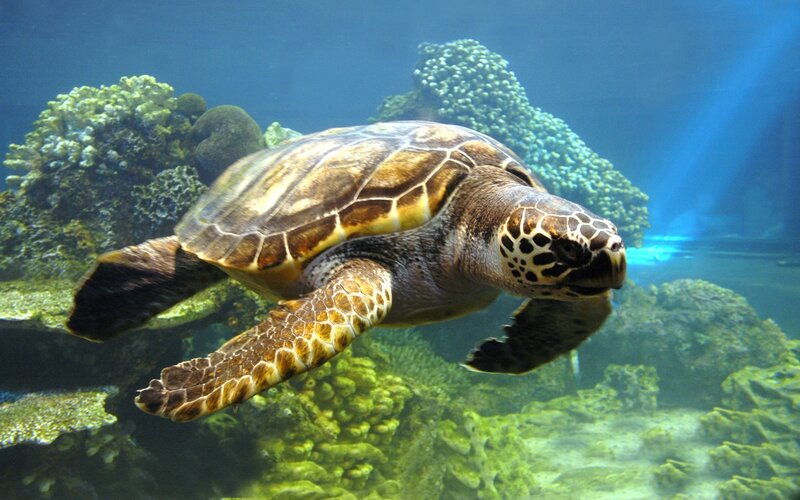 Sea turtle swimming in coral reef