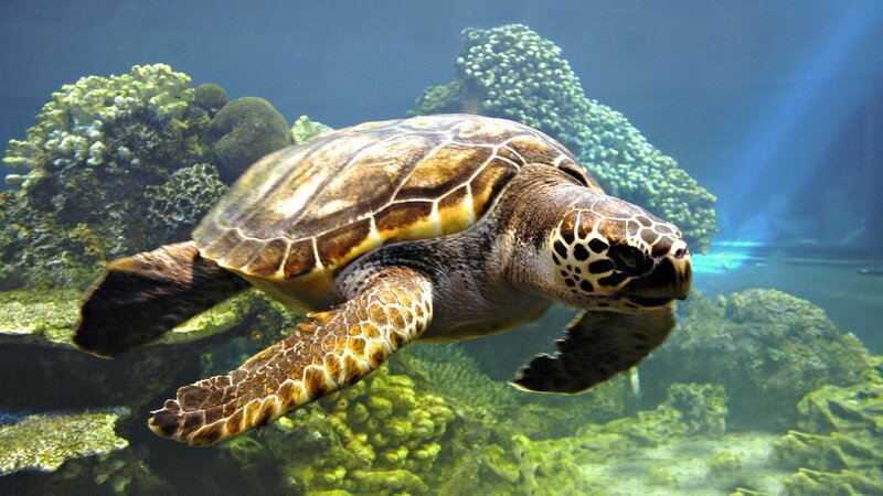 sea turtle swimming in coral reef