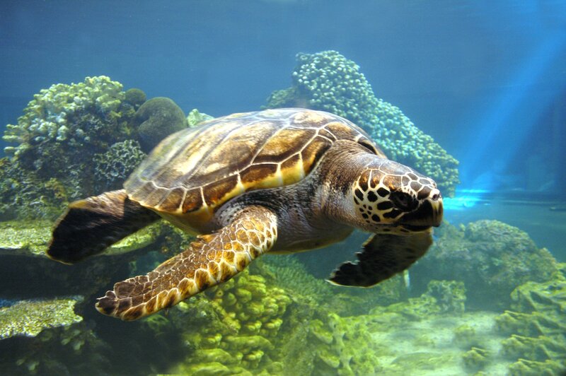 Sea turtle swimming in coral reef