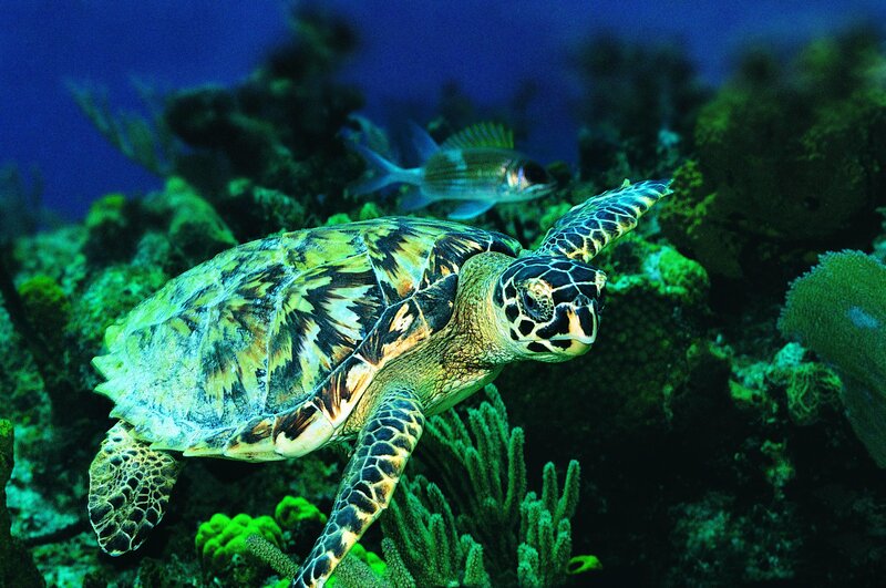 Sea turtle swimming in coral reef