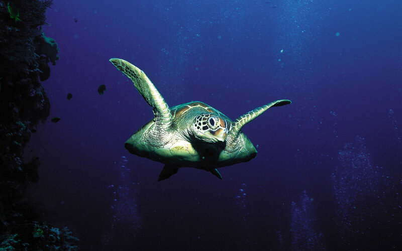 Sea turtle swimming in deep blue