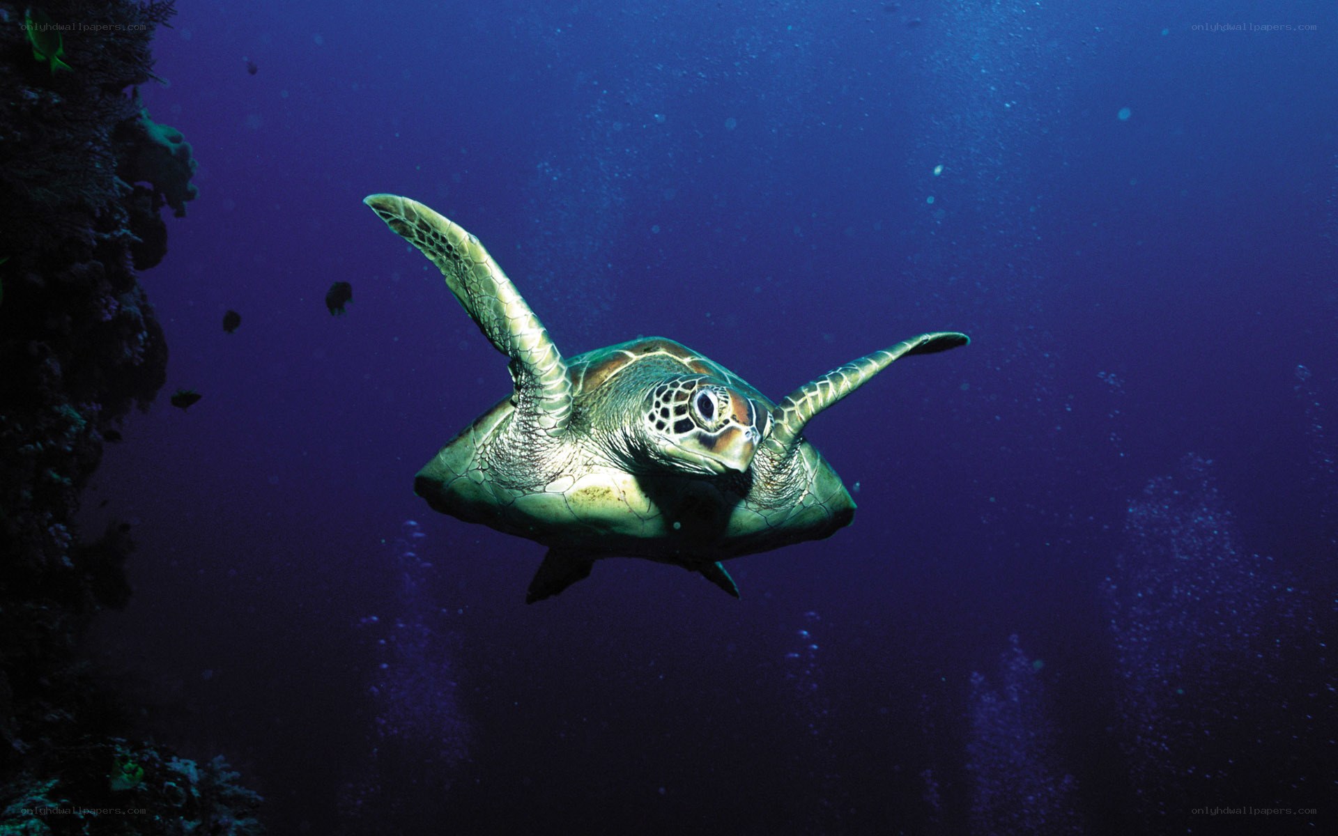 Sea turtle swimming in deep blue