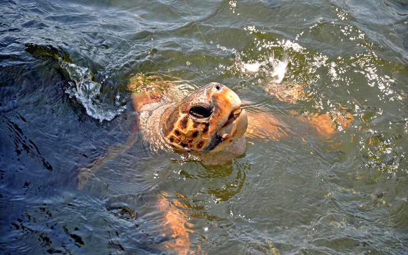 Sea turtle swimming in water