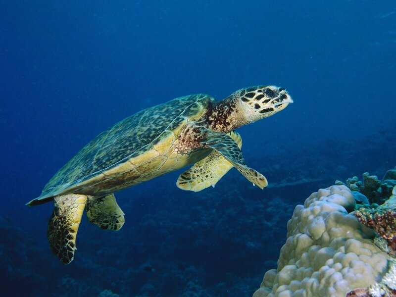 sea turtle swimming near coral