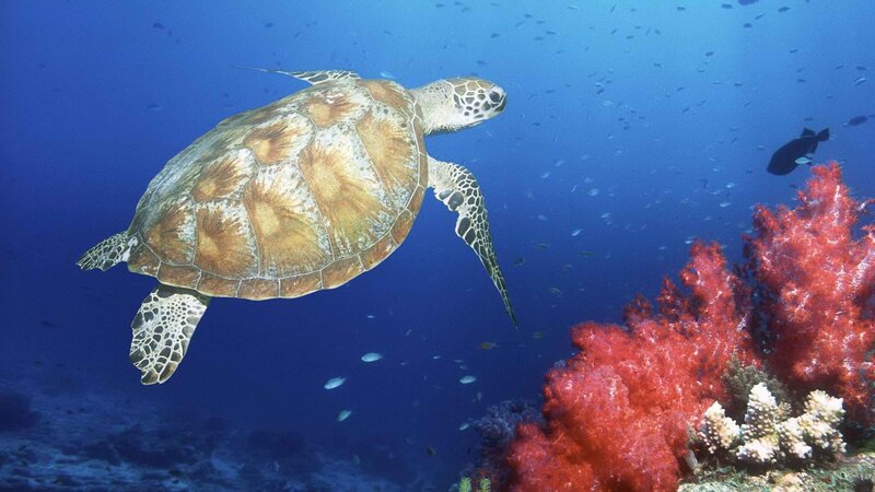 Sea turtle swimming near coral