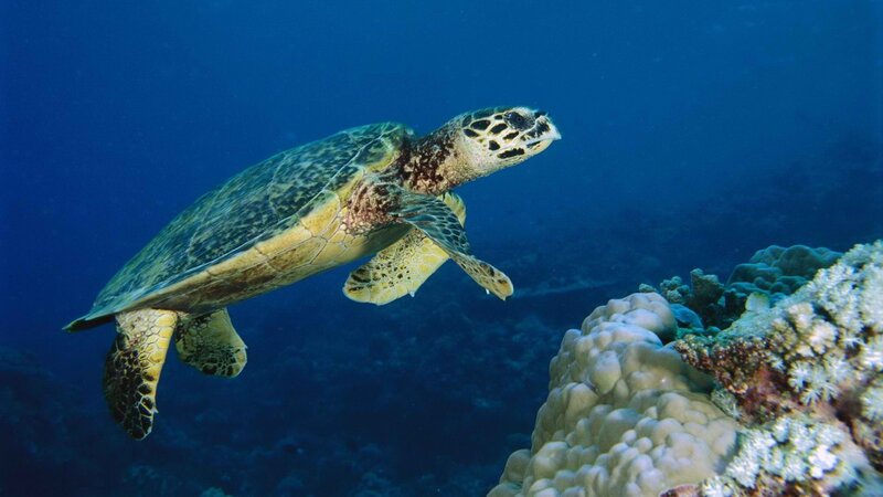 sea turtle swimming near coral
