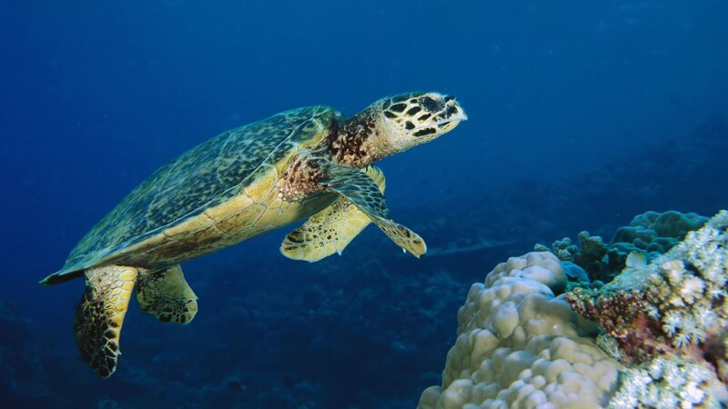 sea turtle swimming near coral