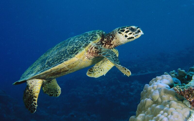 Sea turtle swimming near coral