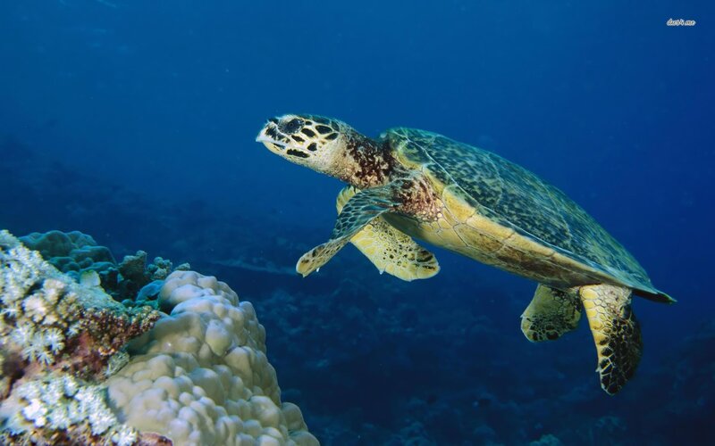 Sea turtle swimming near coral