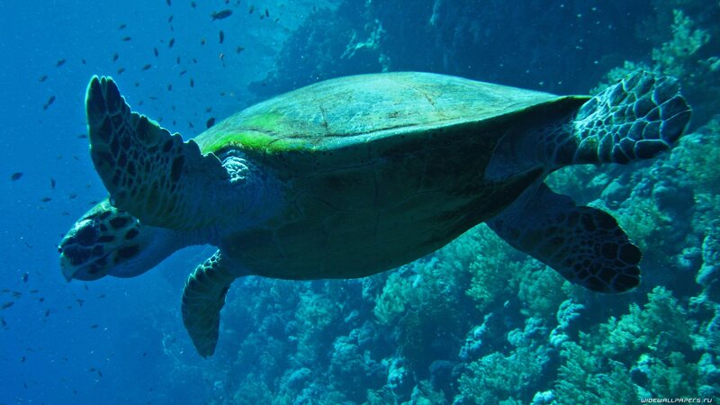 Sea turtle swimming near coral reef