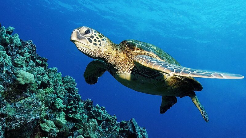 Sea turtle swimming near coral reef