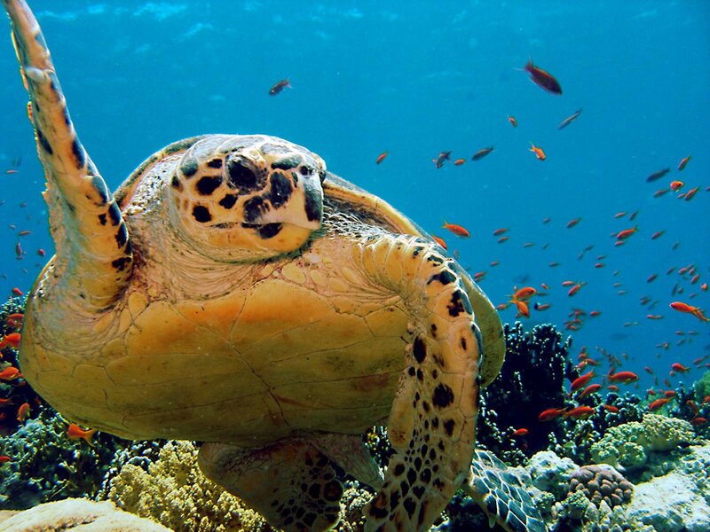 Sea turtle swimming near coral reef