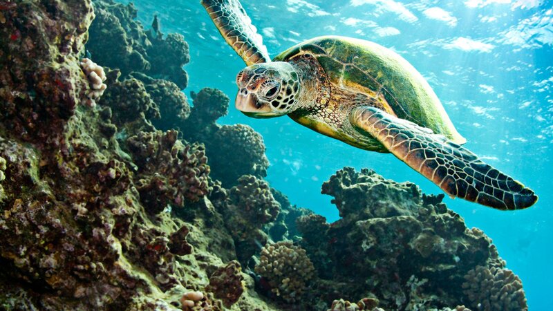 Sea turtle swimming near coral reef