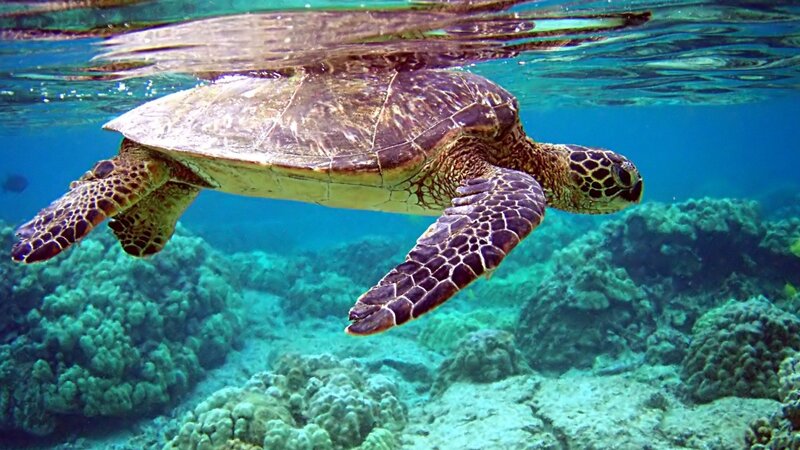 Sea turtle swimming near coral reef