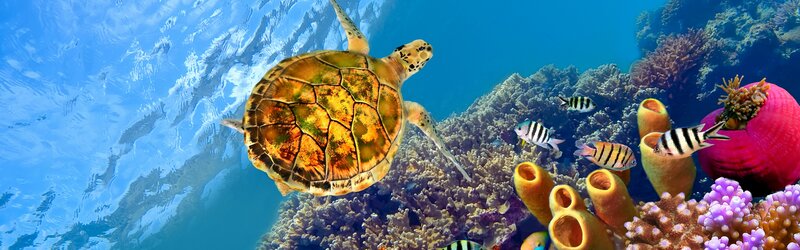 Sea turtle swimming near coral reef