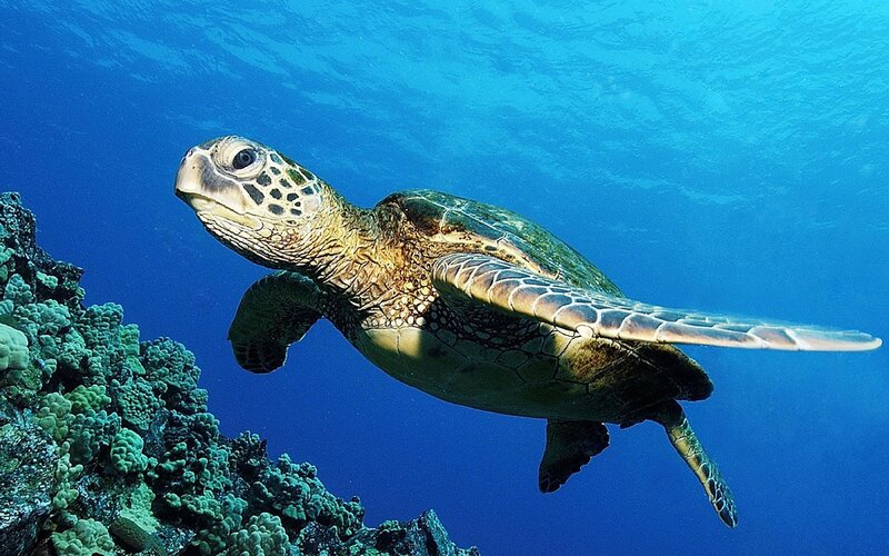 Sea turtle swimming near coral reef
