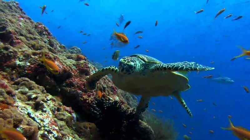 Sea turtle swimming near coral reef