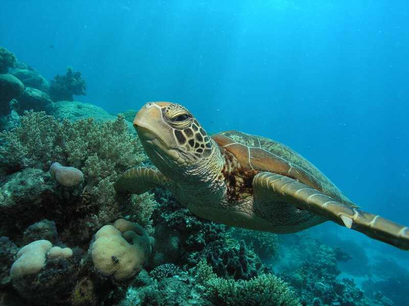 Sea turtle swimming near coral reef