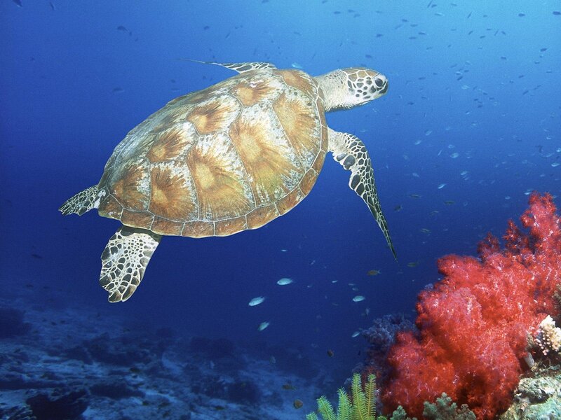 Sea turtle swimming near coral